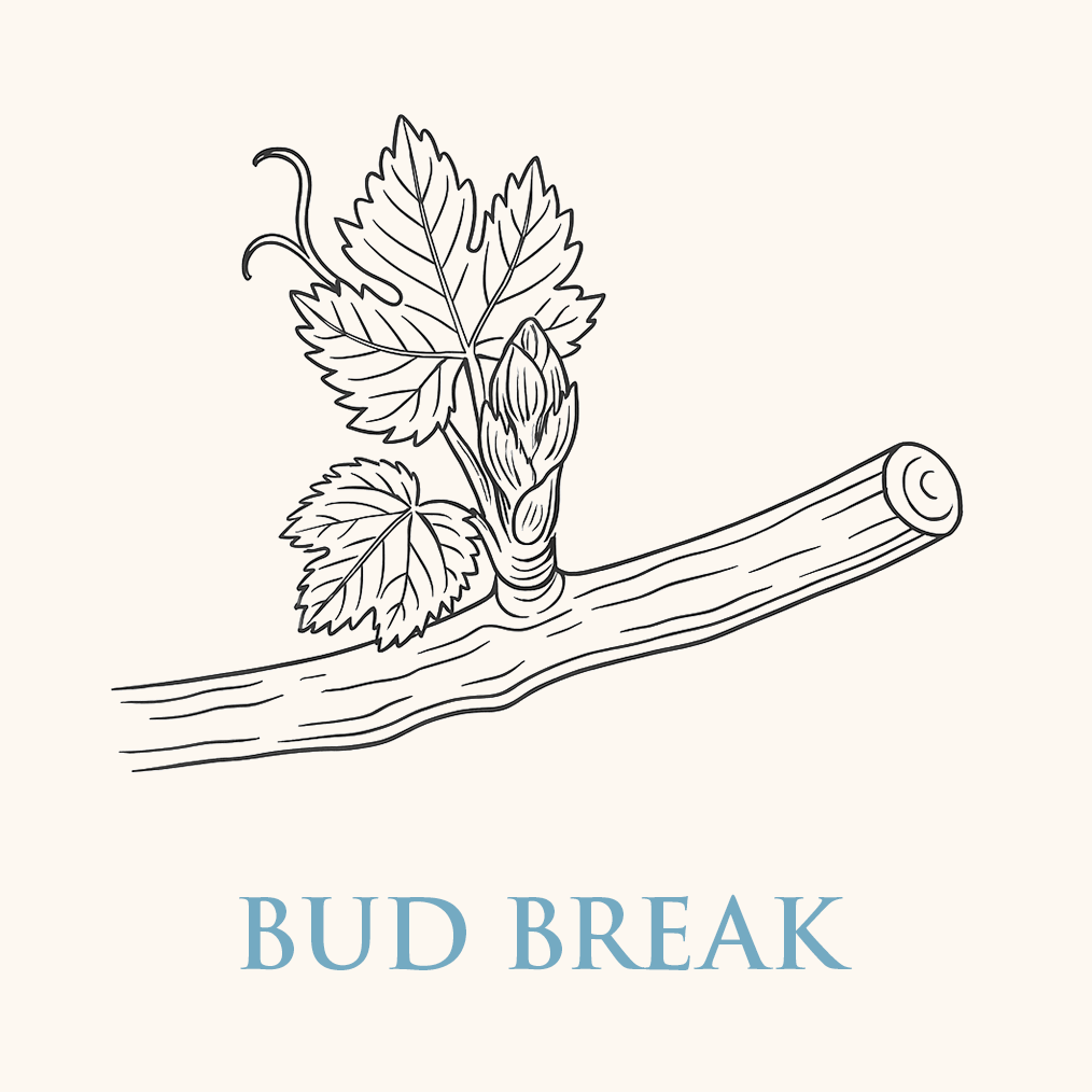 BudBreak