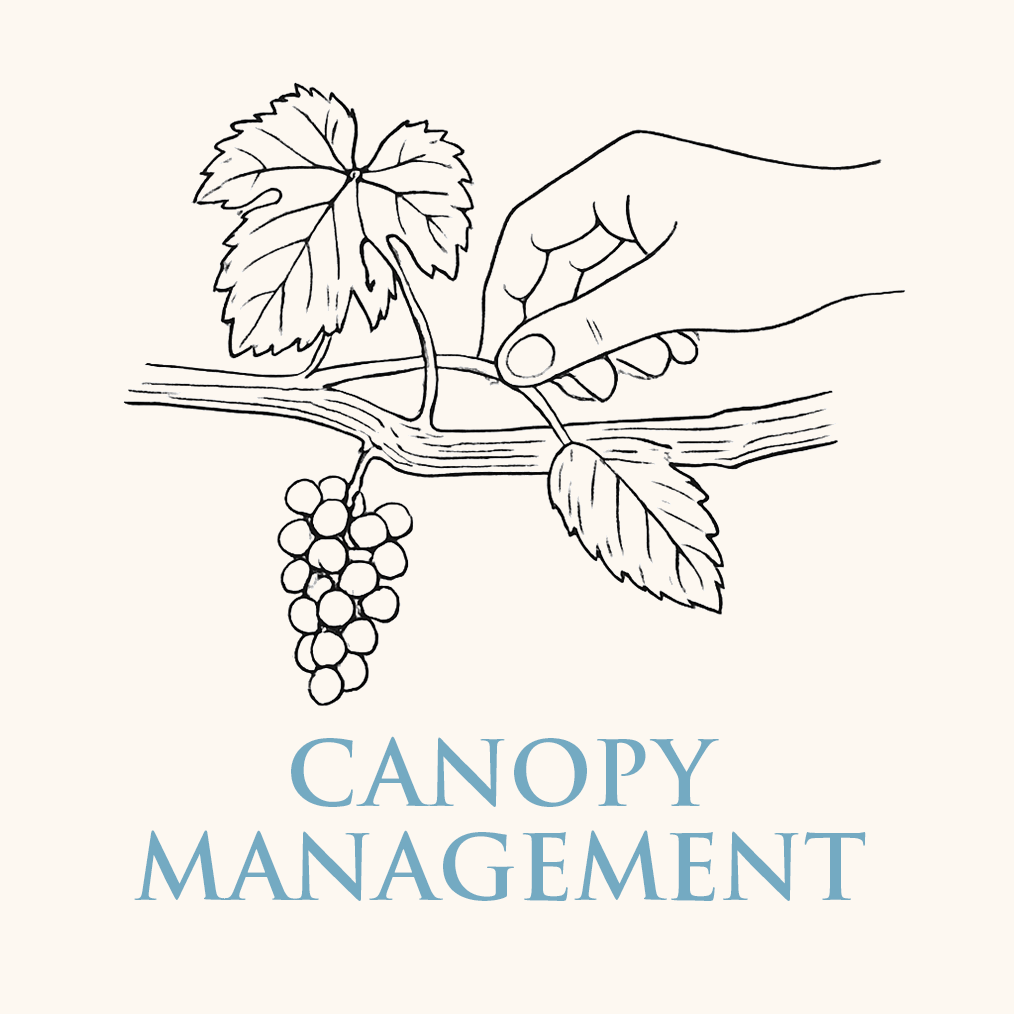 CanopyManagement