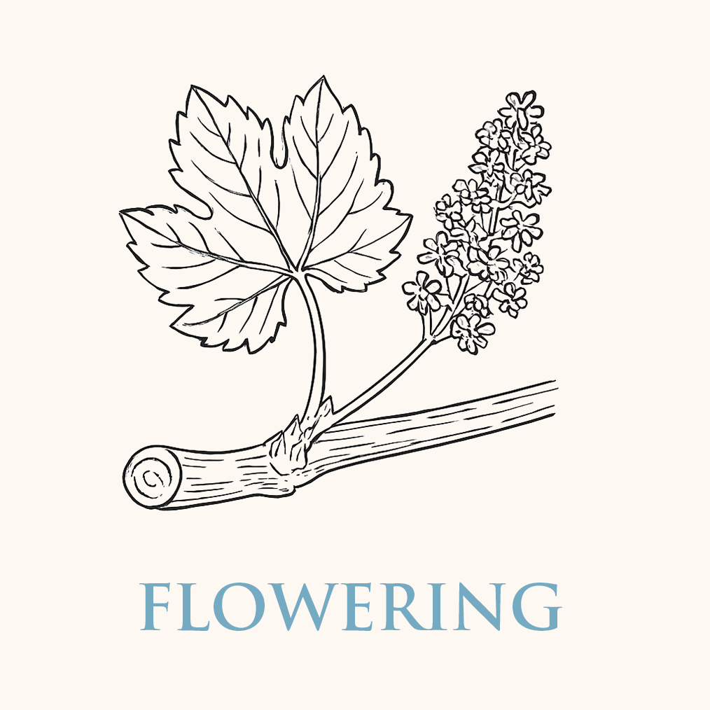 Flowering