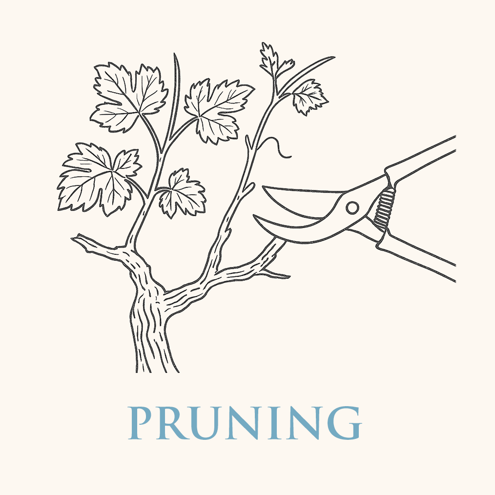 Pruning