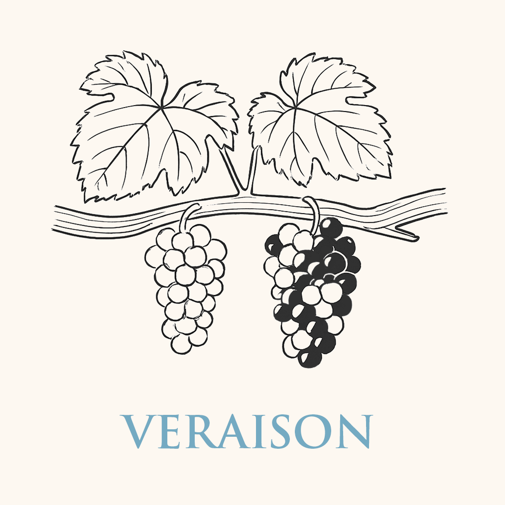 Veraison